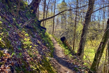 A narrow dirt path winding through a wooded area, flanked by trees and greenery, with a clear blue sky visible above. The trail is lined with moss and fallen leaves, suggesting a tranquil, natural setting. Sunlight filters through the branches, casting shadows on the ground. Swance Drain mountain bike trail.