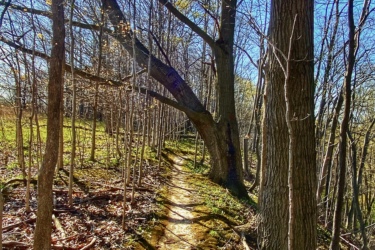 A winding dirt path surrounded by bare trees and greenery, leading into a sunlit forest under a clear blue sky. Shadows from the trees create a pattern on the ground. Swance Drain mountain bike trail.