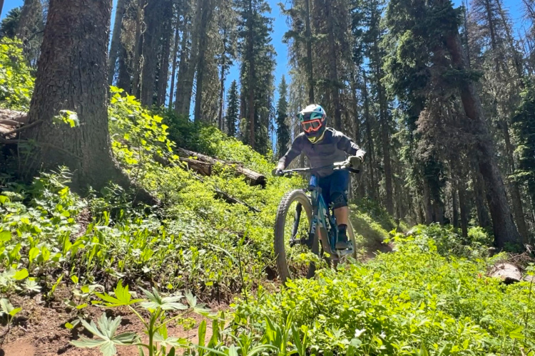 A mountain biker riding through a lush green trail surrounded by tall trees on a sunny day. The biker is wearing a helmet and protective gear, navigating the winding path with an energetic stance.