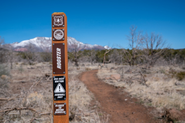 A signpost marked "Rooster" along a dirt trail in a natural landscape, with a clear blue sky and snow-capped mountains in the background. The sign includes warnings: "DO NOT ENTER," "DOWNHILL ONLY," and "CLOSED TO MOTOR VEHICLES." The surrounding area features sparse vegetation and dry terrain. Cliffrose Trail System mountain bike trail.