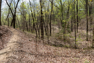 A winding dirt path traverses a forested area, surrounded by tall trees with emerging green leaves. Fallen leaves cover the ground, indicating early spring or late fall. The scene is peaceful and inviting, showcasing the natural beauty of the woods.