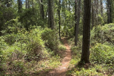 A winding dirt trail meanders through a lush green forest, surrounded by tall trees and dense foliage under a bright blue sky with scattered clouds. New Year's mountain bike trail.