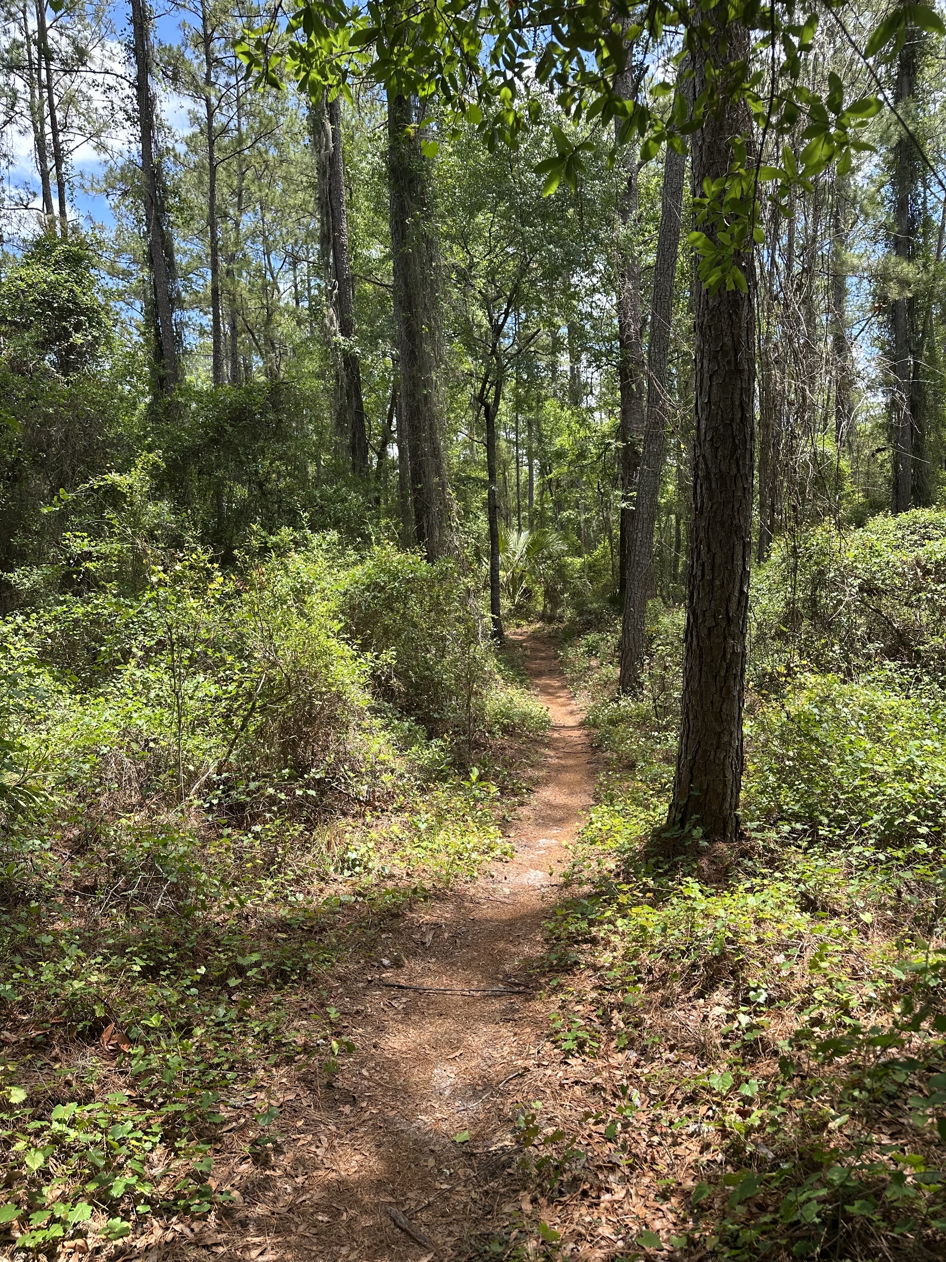 A winding dirt trail meanders through a lush green forest, surrounded by tall trees and dense foliage under a bright blue sky with scattered clouds. New Year