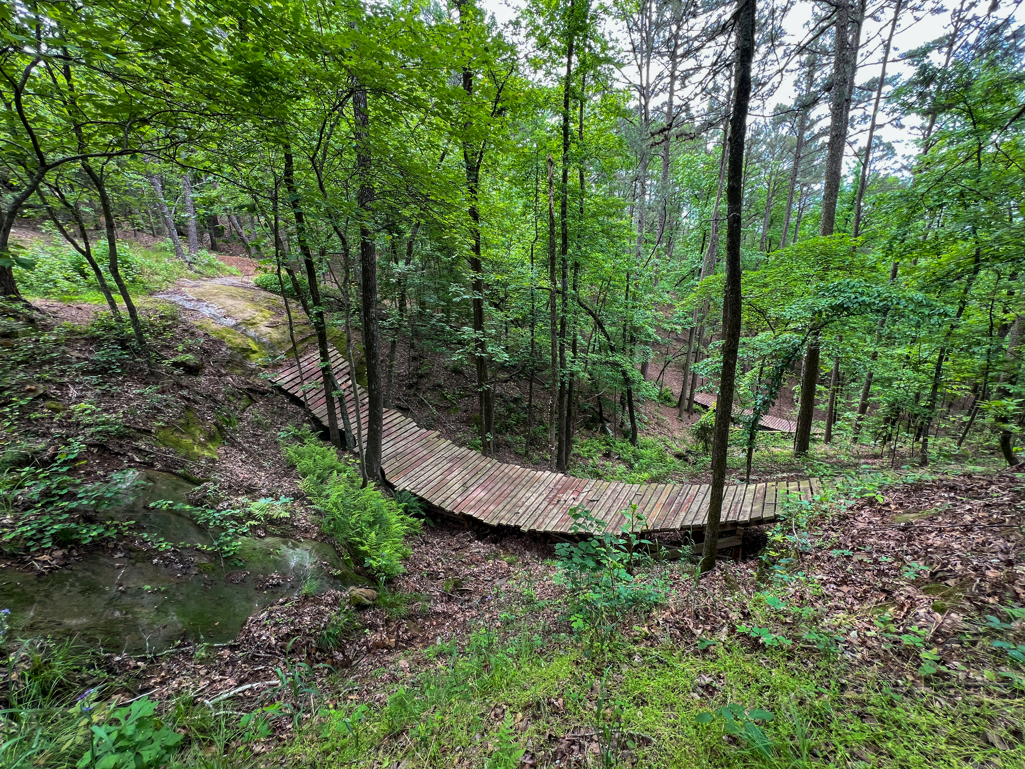 A winding wooden bridge crosses a small ravine in a lush green forest, surrounded by tall trees and a carpet of leaves and ferns. The scene conveys a tranquil and natural setting, inviting exploration of the wooded area. Red Lick mountain bike trail.