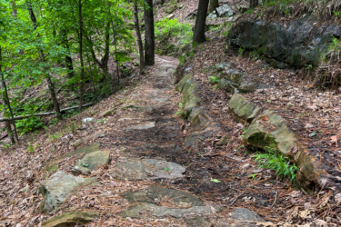 A winding dirt path through a dense forest with lush green trees, bordered by rocks and covered with a layer of fallen leaves and pine needles. Red Lick mountain bike trail.