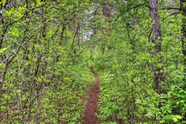 A narrow dirt path winding through a lush forest filled with green foliage and young leaves, bordered by trees on either side under a cloudy sky. Corkstown Road P3 mountain bike trail.