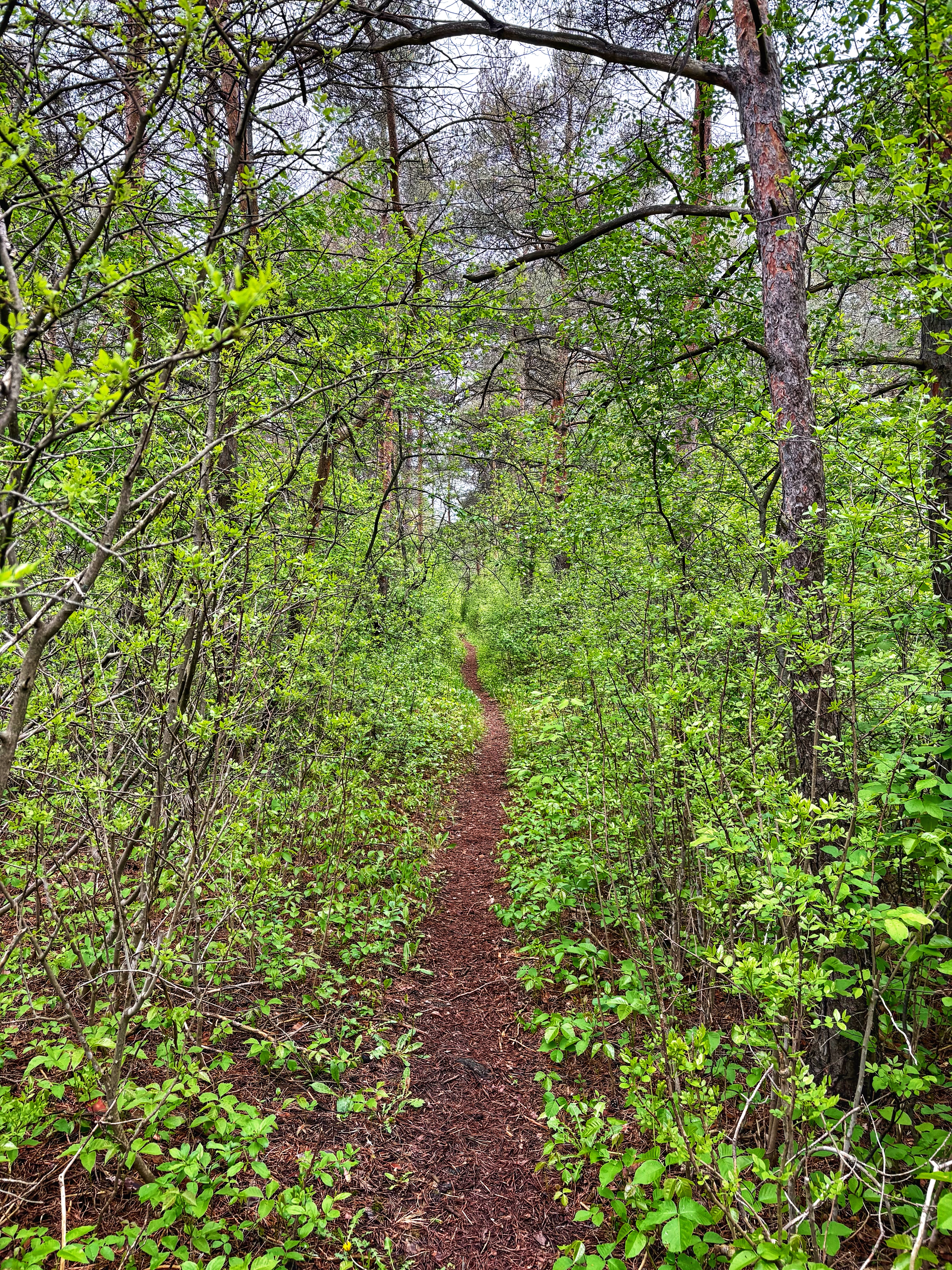 A narrow dirt path winding through a lush forest filled with green foliage and young leaves, bordered by trees on either side under a cloudy sky. Corkstown Road P3 mountain bike trail.