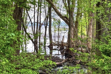 A serene forest scene featuring lush green foliage, tall trees, and calm water visible in the background. Fallen branches and logs are scattered near the water's edge, reflecting the peaceful natural environment. Corkstown Road P3 mountain bike trail.