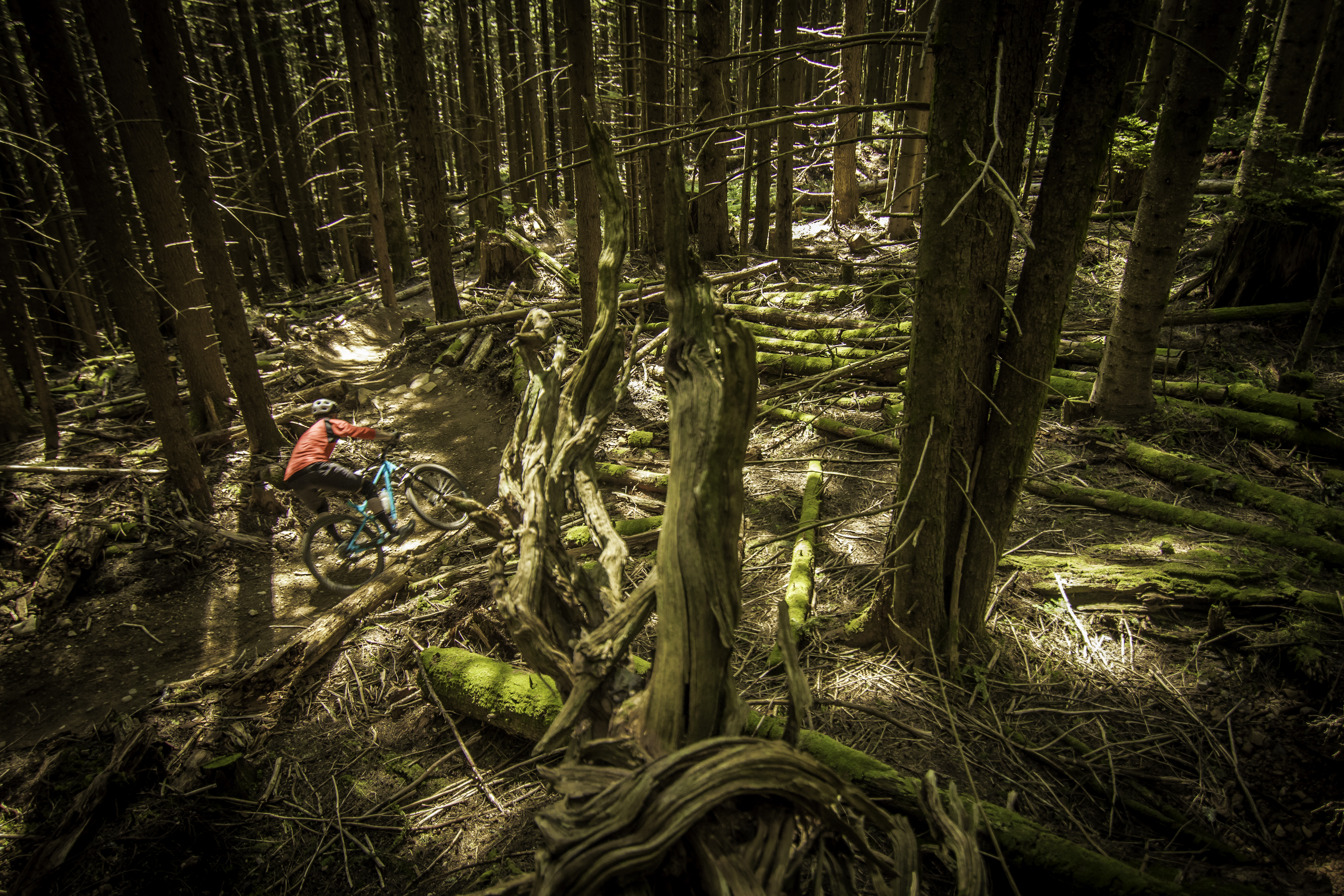 A mountain biker navigates a forested trail surrounded by tall trees and fallen logs, with patches of sunlight filtering through the canopy above. The rider is wearing a red shirt and a helmet, showcasing dynamic movement on a rugged dirt path. Off the Grid mountain bike trail.