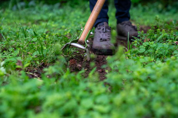 A close-up view of an action hoe, also known as a loop, stirrup, hula, and scuffle hoe, with a wooden handle being used to cut a trail in a grassy area, with green vegetation in the foreground.