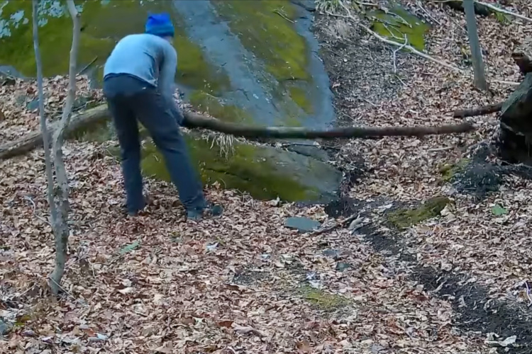A person wearing a blue beanie and gray long-sleeve shirt is seen bending over in a forested area, using a long stick to interact with a rocky surface covered in moss. The ground is covered with fallen leaves, and there are some bare trees in the background.