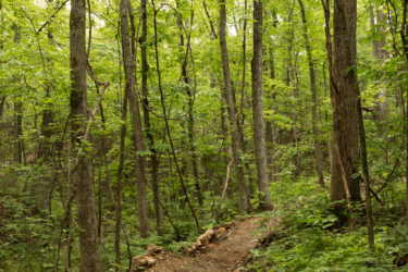 A winding dirt path through a vibrant green forest, flanked by tall trees with lush foliage and scattered underbrush. Sunlight filters through the leaves, creating a serene and inviting atmosphere. Bobcat Trail mountain bike trail.