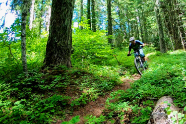 A person riding a mountain bike along a dirt trail in a lush green forest, surrounded by tall trees and dense underbrush. The cyclist is leaning into a turn, wearing a helmet and shorts, with sunlight filtering through the leaves. O'Leary Mountain mountain bike trail.