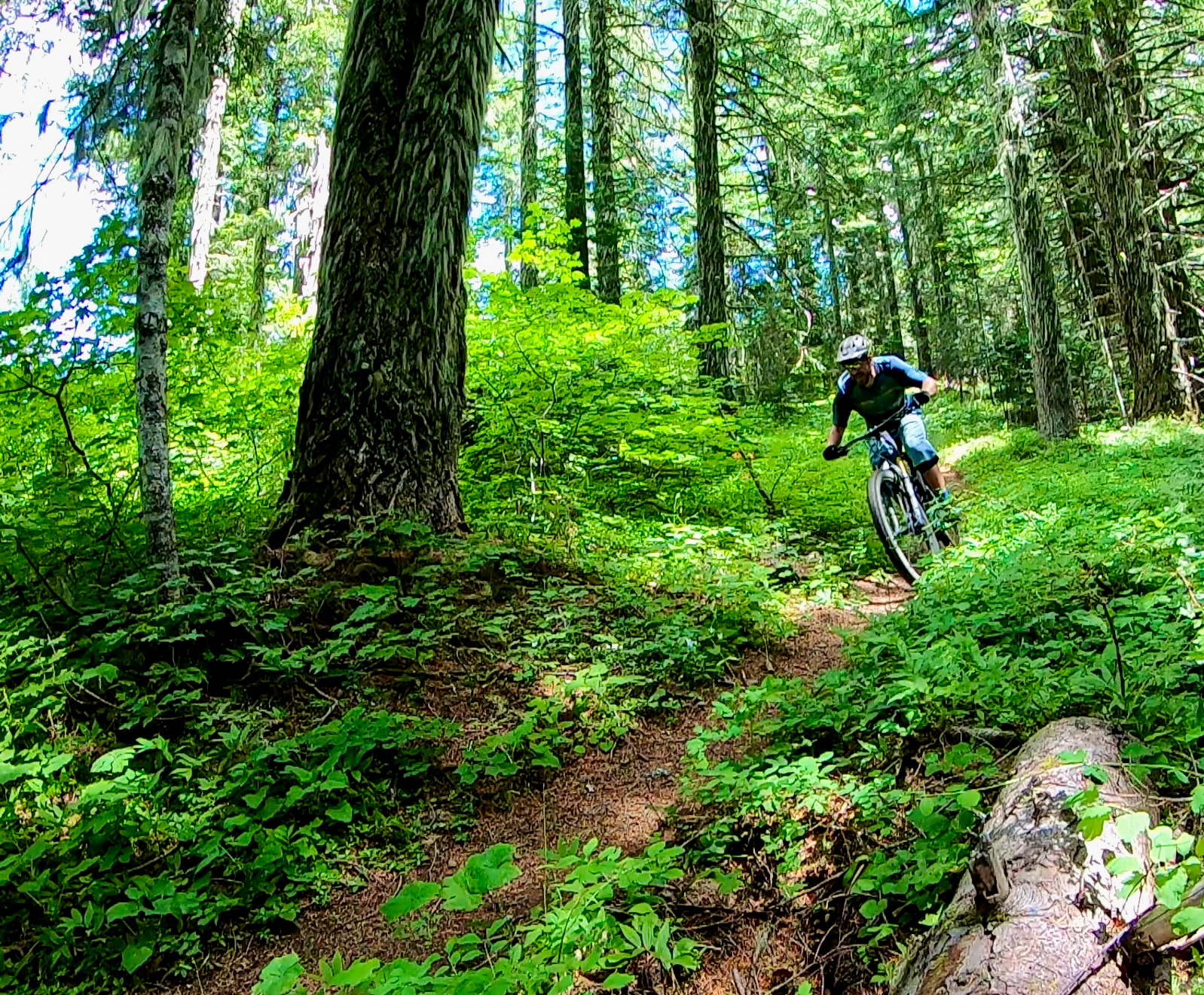 A person riding a mountain bike along a dirt trail in a lush green forest, surrounded by tall trees and dense underbrush. The cyclist is leaning into a turn, wearing a helmet and shorts, with sunlight filtering through the leaves. O