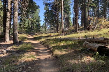 A winding dirt path through a forest, surrounded by tall trees and patches of grass. The sunlight filters through the branches, creating a serene and natural atmosphere. Mount Ashland Shuttle mountain bike trail.