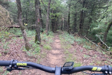 Alt text: A view from the handlebars of a mountain bike, showing a dirt trail winding through a dense forest with tall trees and green foliage. McMurtry Trail mountain bike trail.