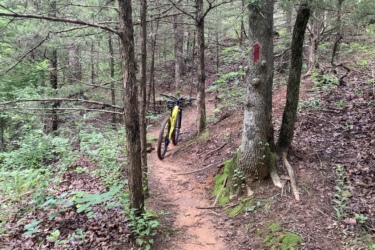 A mountain bike parked on a dirt trail surrounded by trees in a lush forest. Green foliage and leaves cover the ground, and there is a red trail marker on a nearby tree. The scene conveys a peaceful outdoor environment suitable for biking. McMurtry Trail mountain bike trail.