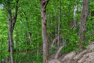 A winding dirt trail meanders through a lush green forest, lined with tall trees and dense foliage. Sunlight filters through the leaves, creating a serene and inviting atmosphere. The trail slopes gently uphill along the terrain, surrounded by vibrant greenery. Don Valley mountain bike trail.