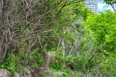 A narrow dirt path winding through lush greenery with dense trees and shrubs on both sides; in the background, a tall modern building partially visible among the foliage under a blue sky with scattered clouds. Don Valley mountain bike trail.