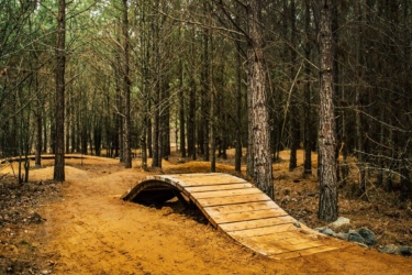 A wooden ramp curves over a dirt path in a dense forest, surrounded by tall, slender trees with sparse foliage. The ground is covered in brown dirt and fallen leaves, creating a natural, earthy setting for outdoor activities. Lakewoods Trail System mountain bike trail.