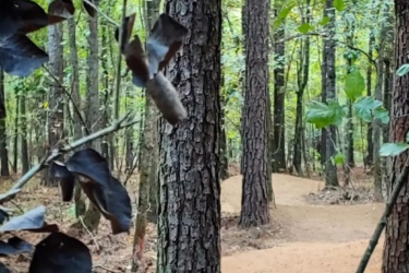 A winding dirt path through a forest of tall trees, with green foliage and some dark, curled leaves in the foreground. Lakewoods Trail System mountain bike trail.