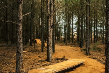 A wooden pathway winding through a forest of tall pine trees, with soft dirt on either side and scattered pine needles on the ground. The path curves gently, leading deeper into the tranquil woods. Lakewoods Trail System mountain bike trail.