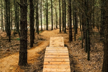 A wooden ramp on a dirt biking path surrounded by tall pine trees in a forest setting. The trail curves away in the background, leading deeper into the woods. Lakewoods Trail System mountain bike trail.