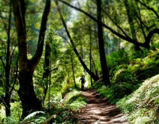 A person riding a bicycle along a narrow dirt path through a lush, green forest, surrounded by tall trees and vibrant foliage.