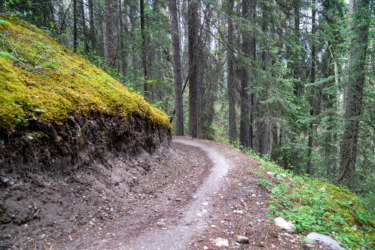 A winding dirt path surrounded by tall evergreen trees, with a lush, moss-covered bank on one side. The atmosphere is serene, suggesting a peaceful hike through a dense forest. Odyssey Trail mountain bike trail.