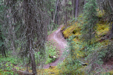 A winding dirt path through a lush, green forest with tall trees and moss-covered ground. The scene is calm and serene, with a vibrant mix of foliage and natural textures, creating a peaceful atmosphere in the woods. Odyssey Trail mountain bike trail.
