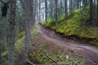 A winding dirt path surrounded by tall trees in a lush forest, with patches of green moss and underbrush alongside the trail. The scene conveys a serene, natural setting. Odyssey Trail mountain bike trail.