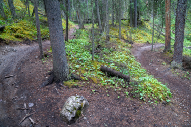 A winding dirt path in a dense forest, surrounded by tall trees and lush green undergrowth. The trail splits into two directions, with patches of moss-covered ground and fallen branches adding to the natural scenery. Odyssey Trail mountain bike trail.