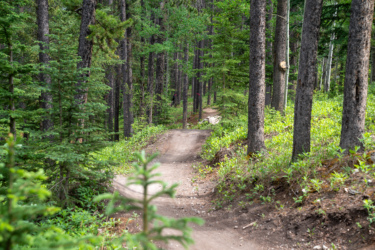 A winding dirt path through a dense forest filled with tall trees and vibrant green underbrush. The trail leads deeper into the woods, surrounded by towering conifers and lighter foliage on the forest floor. Soft Yogurt mountain bike trail.