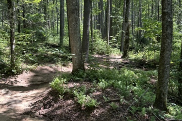 A peaceful forest scene featuring tall trees with green foliage, a winding dirt path diverging in two directions, and lush ferns growing along the forest floor. Sunlight filters through the canopy, creating a serene and inviting atmosphere. Hilltop Trail mountain bike trail.