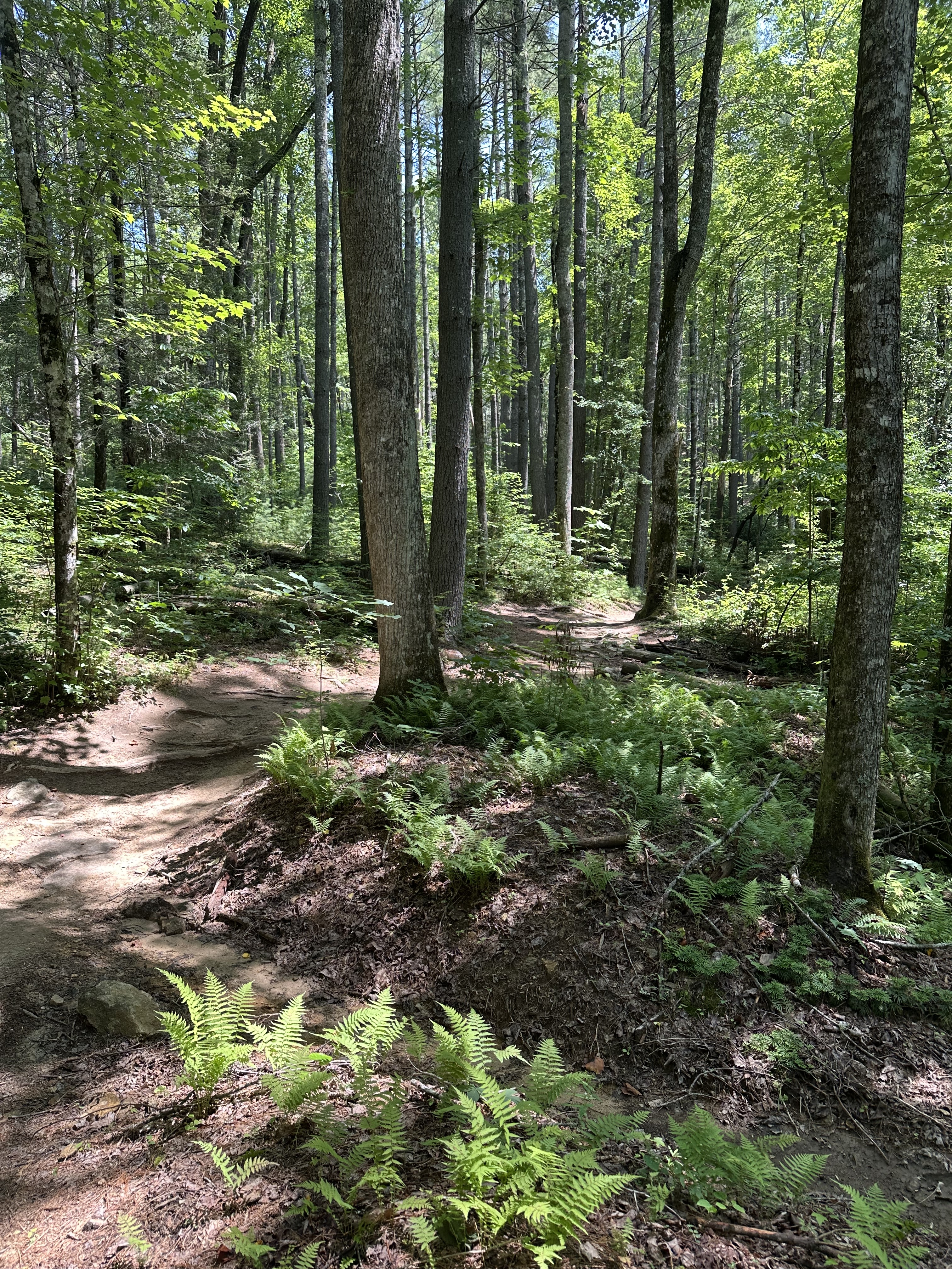 A peaceful forest scene featuring tall trees with green foliage, a winding dirt path diverging in two directions, and lush ferns growing along the forest floor. Sunlight filters through the canopy, creating a serene and inviting atmosphere. Hilltop Trail mountain bike trail.