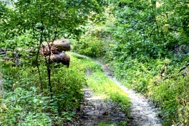 A narrow dirt path winding through a lush green forest, flanked by vibrant foliage and a fallen log on the left side. Sunlight filters through the trees, creating a serene and inviting atmosphere. Turkey Point Provincial Park mountain bike trail.