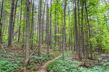 A serene forest scene featuring a wooden bridge over a small path meandering through lush greenery. Tall trees with vibrant green leaves surround the area, creating a tranquil atmosphere. Brant Tract mountain bike trail.