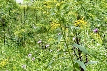 A lush, green field filled with various wildflowers and tall grasses, with yellow flowers prominently featured in the foreground and a blurred wooden fence visible in the background. The scene is surrounded by trees, creating a tranquil natural setting. Brant Tract mountain bike trail.
