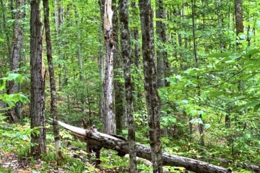 A serene forest scene featuring tall, green trees with vibrant foliage. A fallen log is prominently visible on the forest floor, surrounded by lush undergrowth and scattered leaves. The image captures the tranquility of nature in a wooded area. Glebe Park mountain bike trail.
