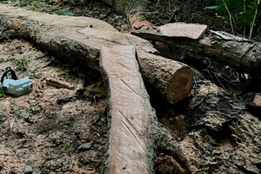 A fallen log and cut tree branches in a wooded area, with sawdust scattered on the ground. A small chainsaw is visible nearby, suggesting recent tree cutting activities. Dense greenery surrounds the scene, indicating a natural forest environment. The Local mountain bike trail.