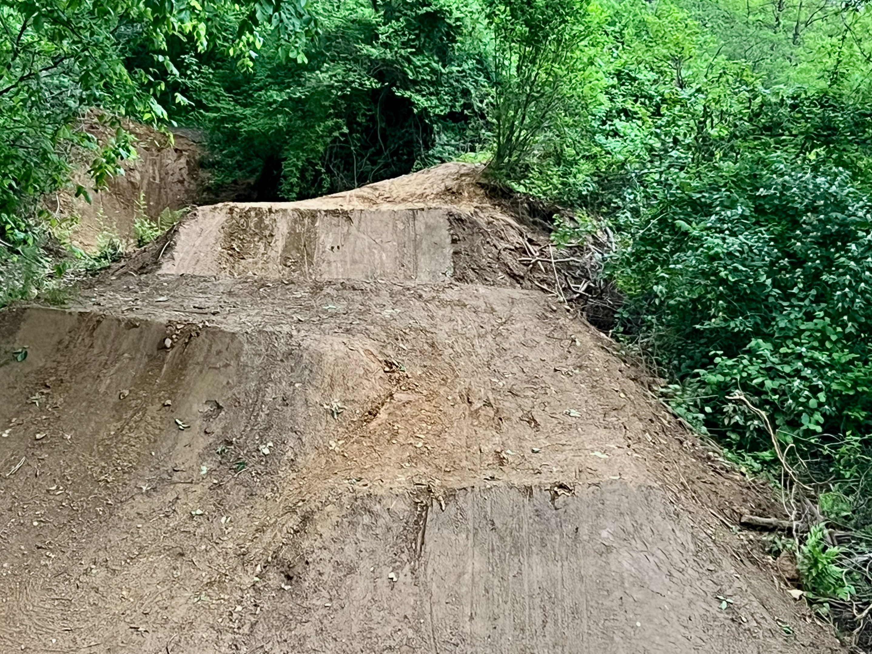 A dirt bike jump area with two ramps surrounded by lush green foliage. The terrain is uneven and earthy, indicating it is used for outdoor biking activities. The Local mountain bike trail.
