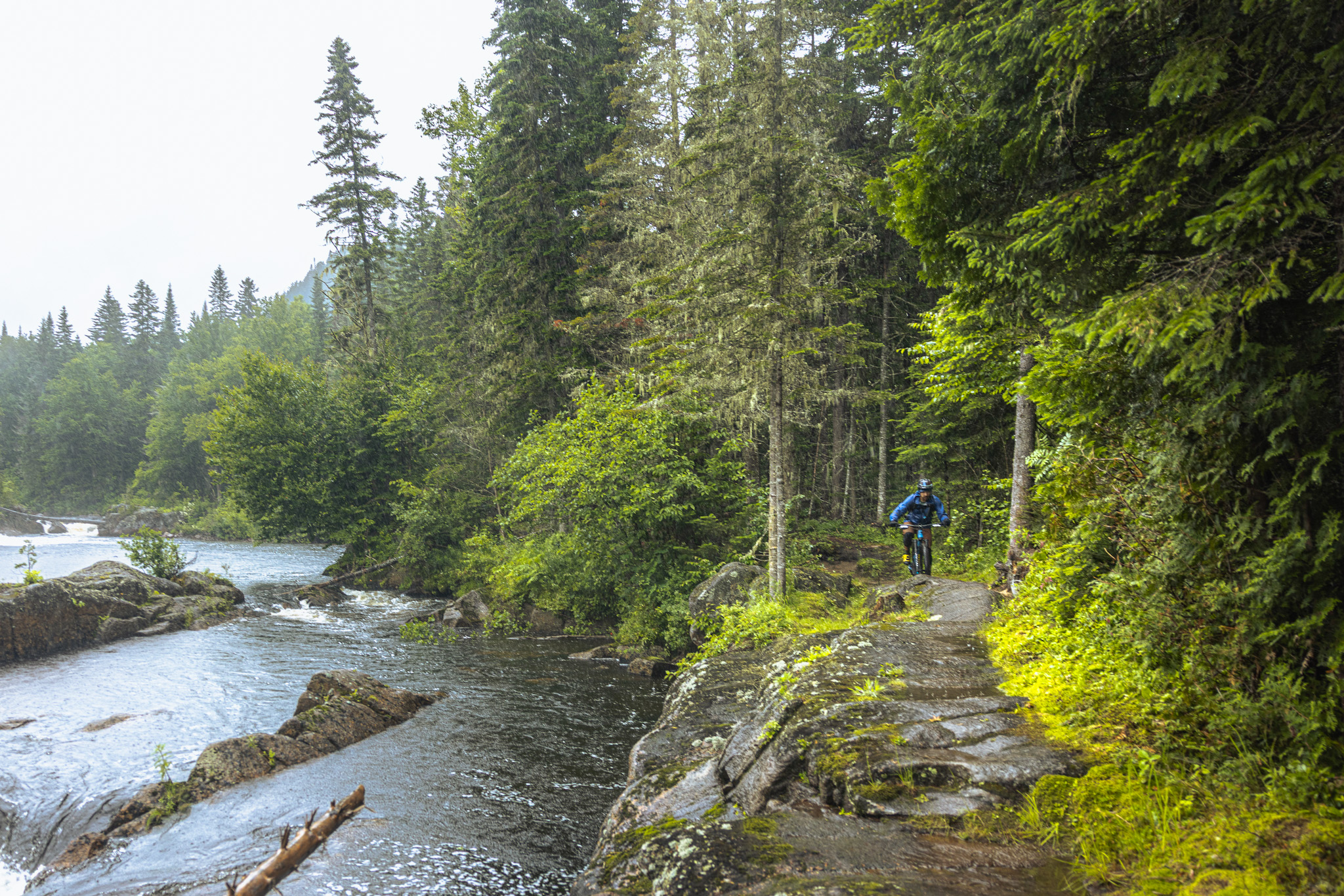 A cyclist rides along a narrow trail beside a flowing river, surrounded by lush greenery and tall pine trees. The scene is slightly misty, suggesting a damp atmosphere, with rocks partially submerged in the water.