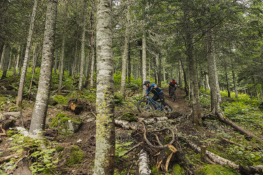 Two mountain bikers navigate a winding trail through a dense forest. The scene features tall trees with green foliage, moss-covered ground, and scattered logs. One biker in a blue jersey leans into a turn, while another in a red jersey follows behind. The atmosphere is vibrant and adventurous, showcasing the beauty of outdoor biking. Le Massif de Charlevoix mountain bike trail.