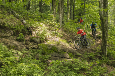 Mountain bikers navigating a forest trail surrounded by lush green trees and ferns on a sunny day. Le Massif de Charlevoix mountain bike trail.