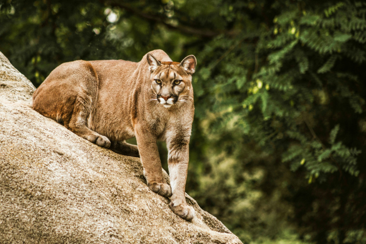 A puma lounging on a large rock, with a backdrop of green foliage. The animal has a sleek, muscular body and an intense gaze, showcasing its alertness and poise in a natural setting.
