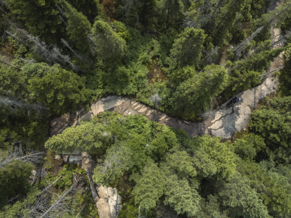 Aerial view of a winding trail through a dense forest, surrounded by various shades of green foliage and towering trees. The path appears partially rocky, leading through lush vegetation with some areas of exposed ground.