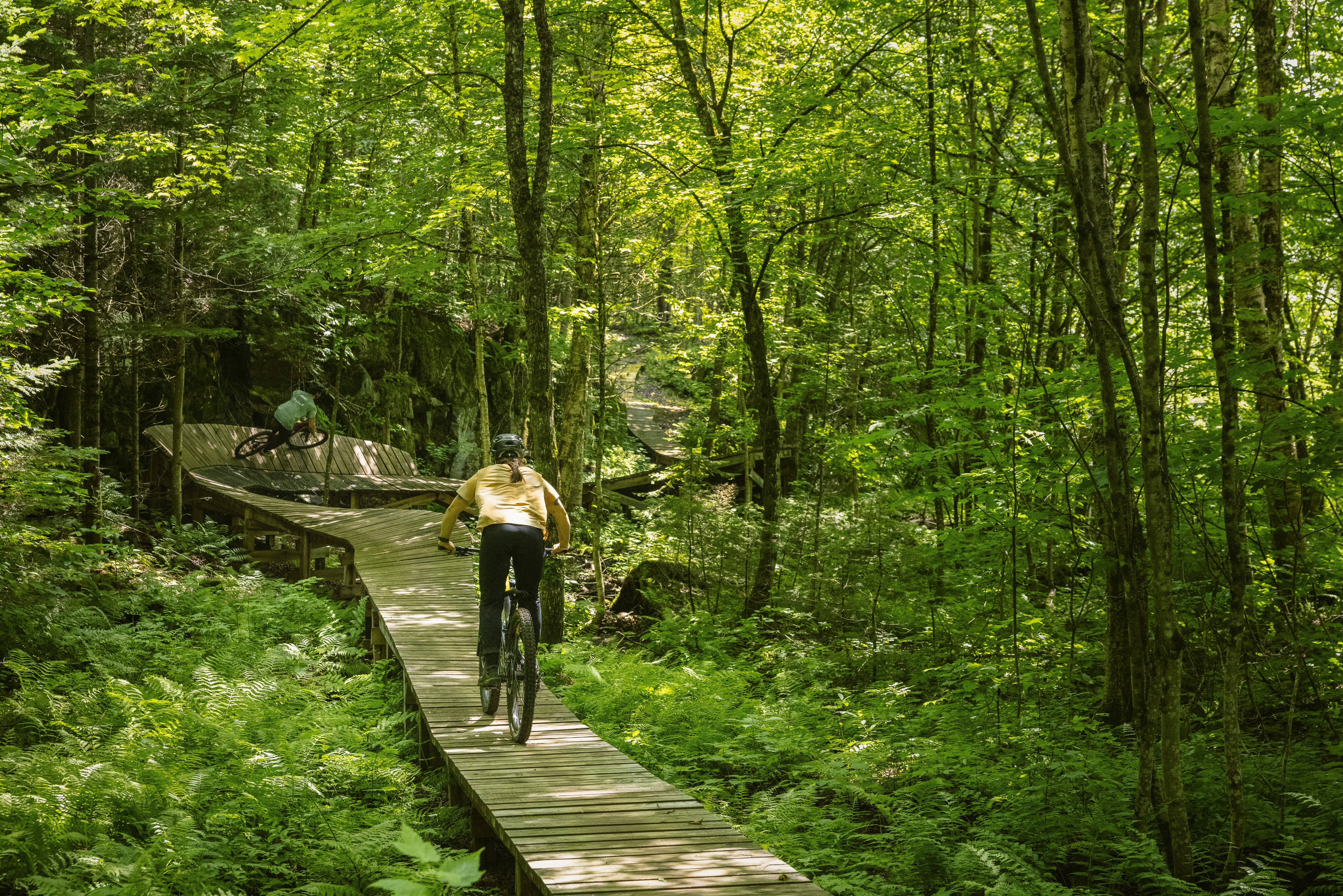 Two mountain bikers riding along a wooden trail winding through a lush green forest, surrounded by trees and ferns. The sunlight filters through the leaves, creating a vibrant, natural setting. Zombie Toof mountain bike trail.