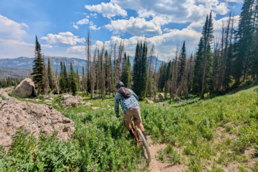 A mountain biker navigating a grassy trail in a lush forested area, surrounded by tall pine trees and rocky outcrops, under a bright blue sky with scattered clouds. CDT: Togwotee Pass to Jade Lake mountain bike trail.