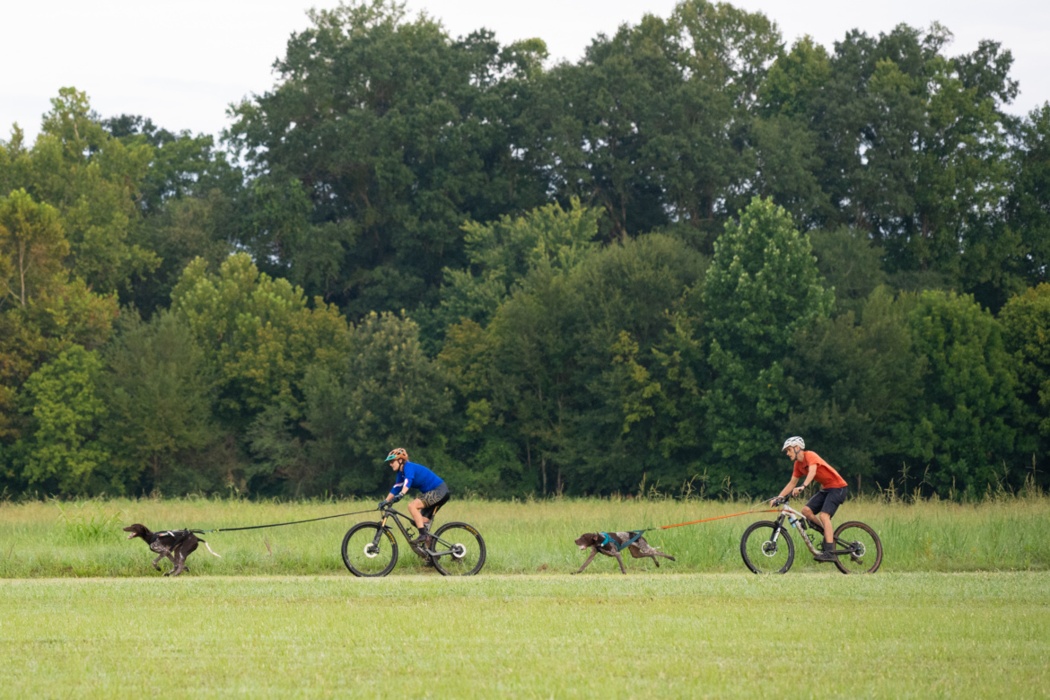 Two people are riding mountain bikes in an open grassy area, each accompanied by a dog. The riders wear different colored shirts and helmets, while the dogs are attached to leashes connected to the bikes. In the background, various trees create a lush green landscape, suggesting a natural outdoor setting.