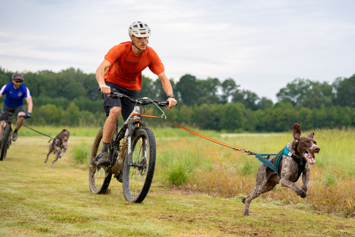 A cyclist in an orange shirt rides a mountain bike on a grassy path, pulling a dog wearing a harness. The dog, a brown and white breed, runs energetically beside him. In the background, another cyclist follows, and trees are visible under a cloudy sky. The scene captures a dynamic moment in an outdoor biking adventure with dogs.